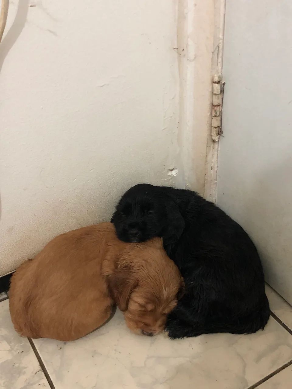 Vendo filhotes de Cocker Spaniel Ingles