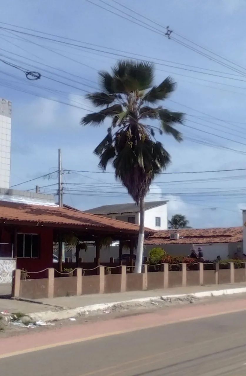 Palmeira Leque (entrega grátis) - Foto 2