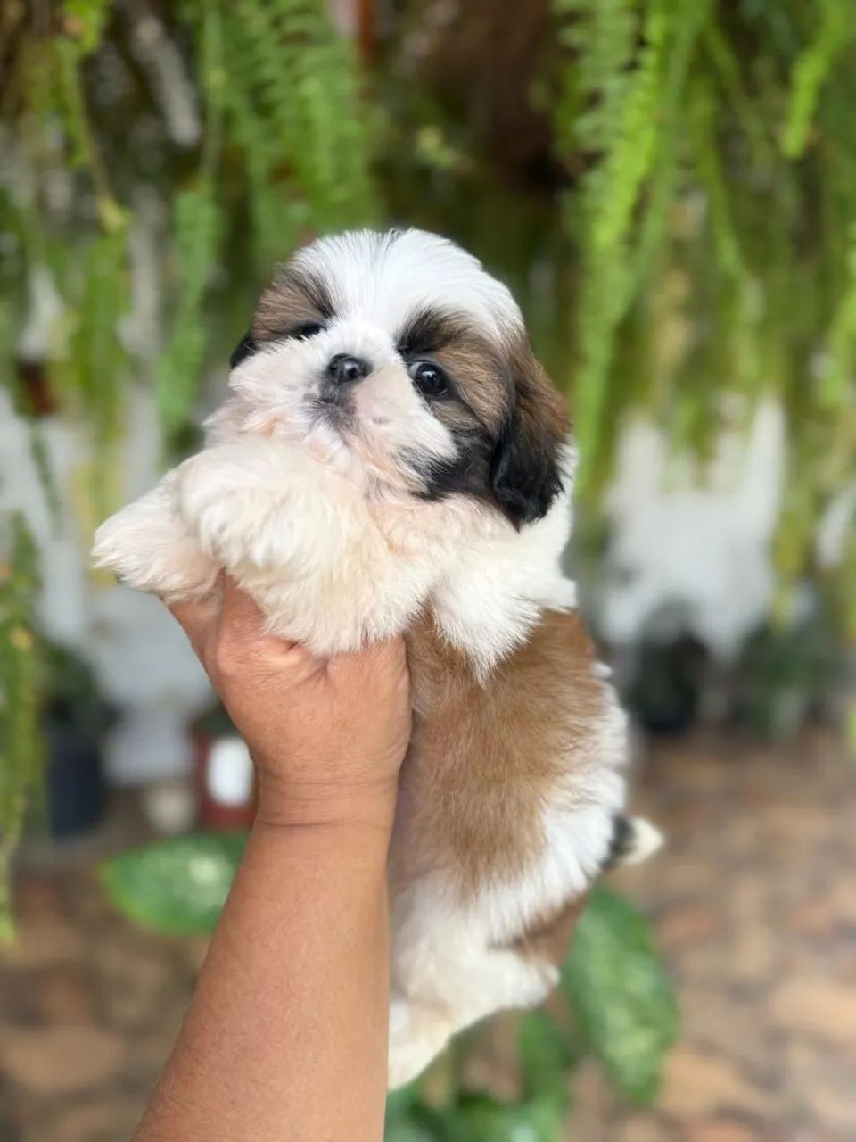 Shih Tzu Mini 