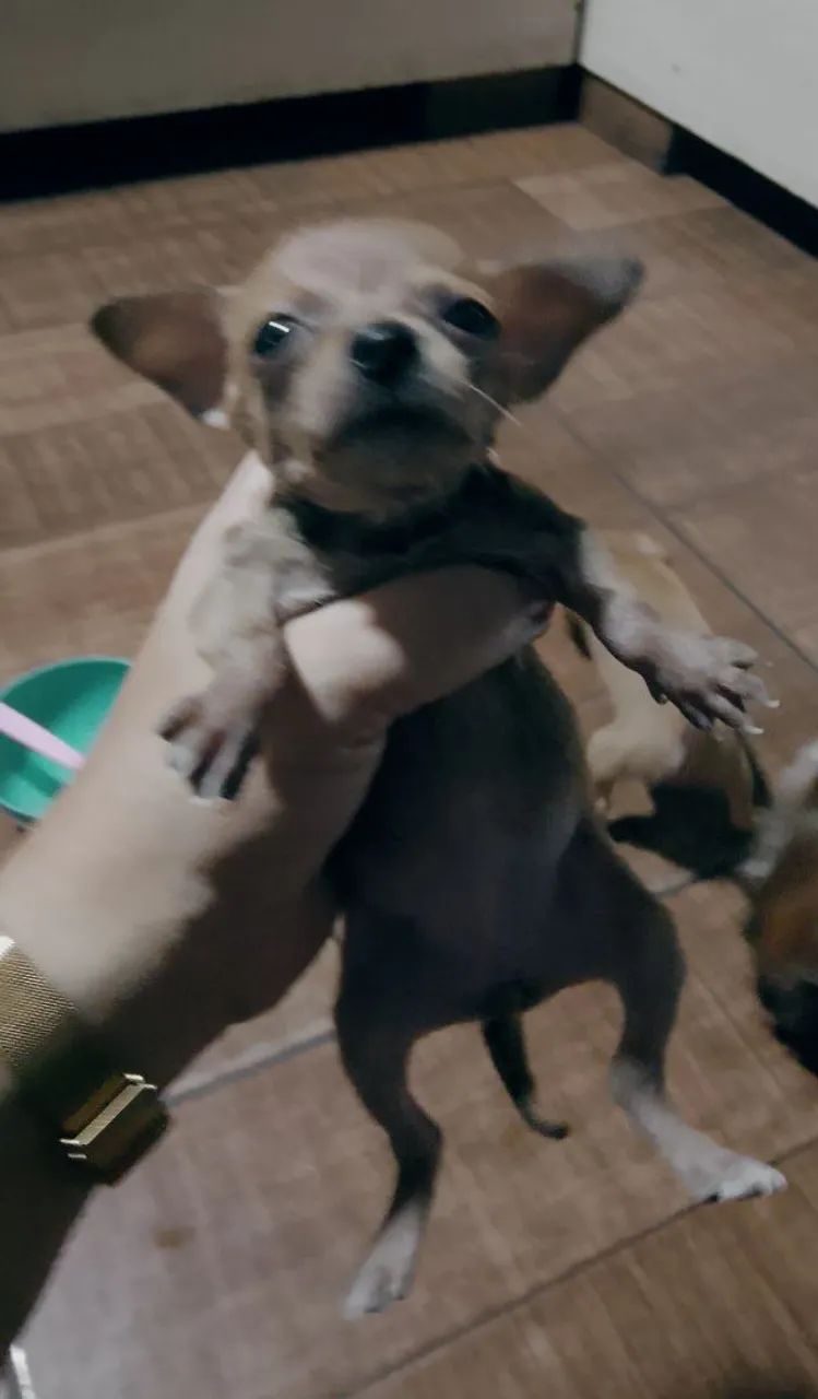 Cachorro pinsh  - Foto 4