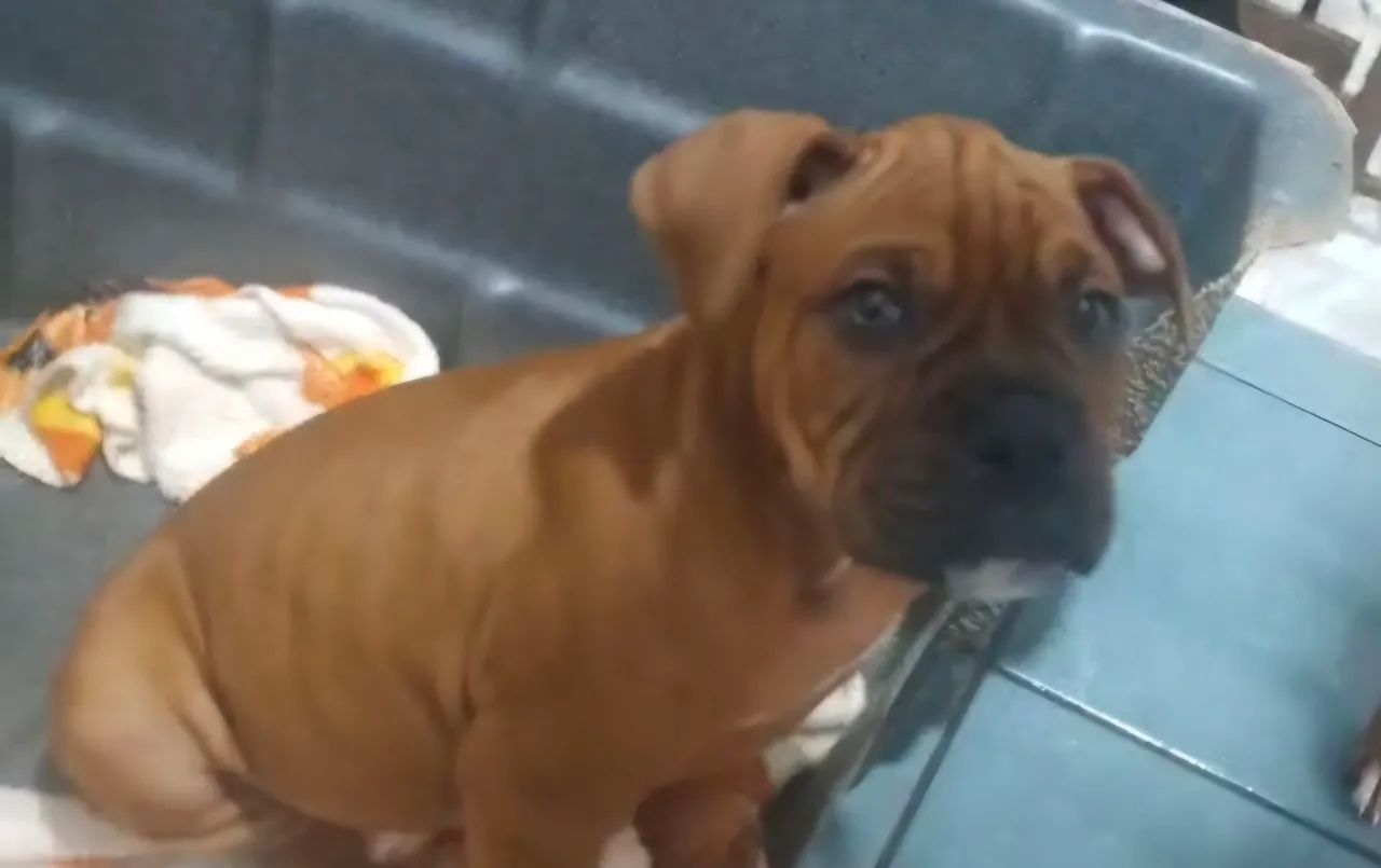 Boxer filhotes dourados - Foto 3