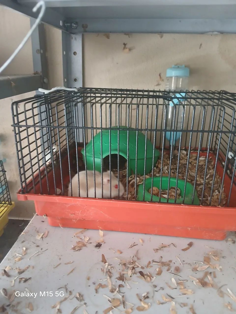 Hamster Sírio 