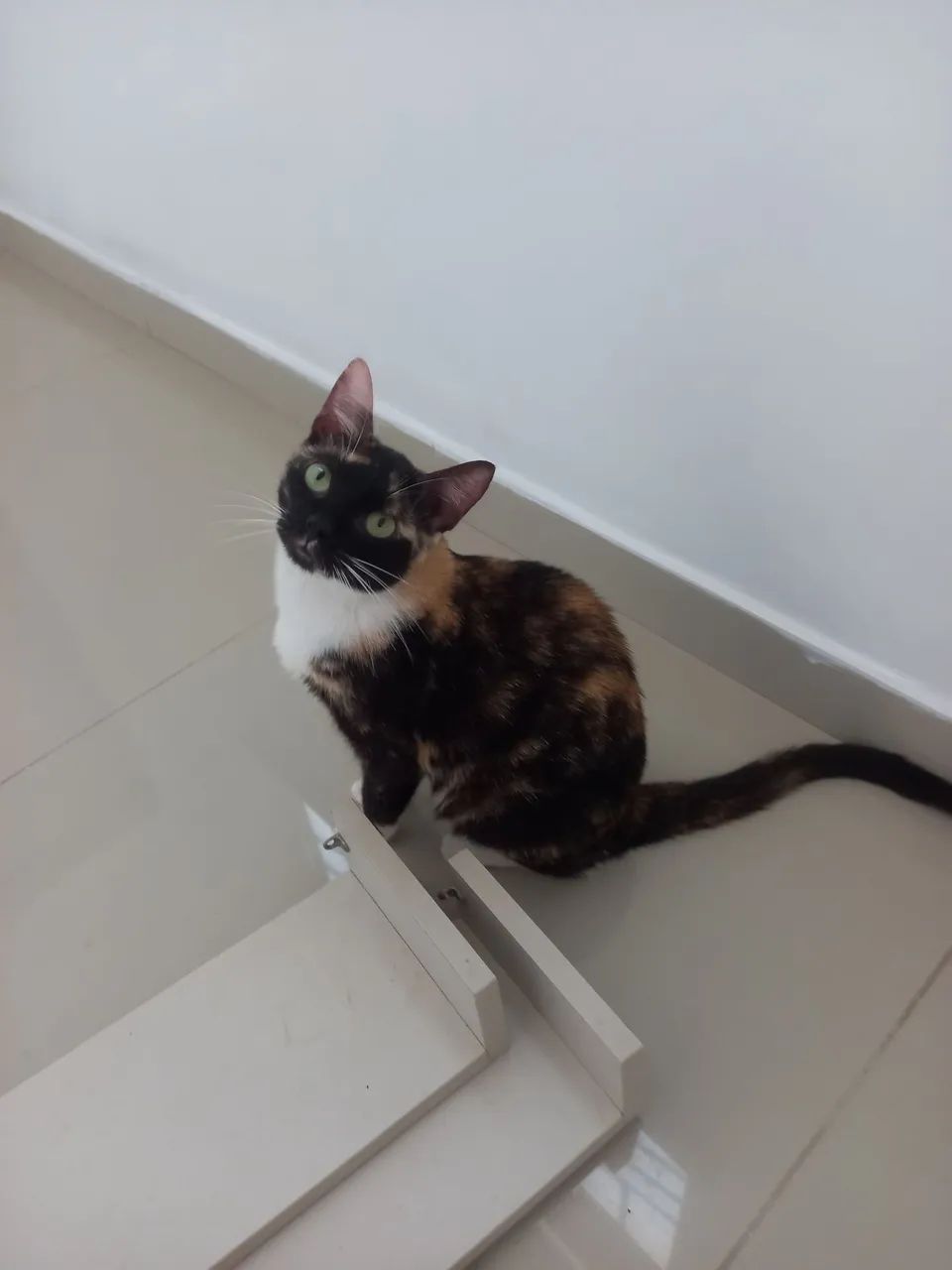 Gatinha Castrada para Doação. - Foto 3