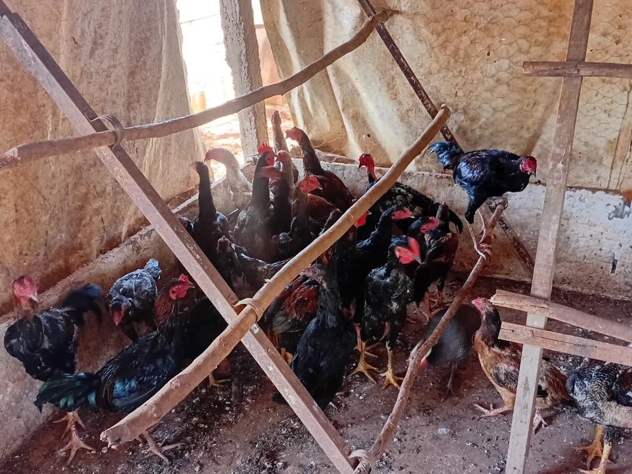 Frango Caipira  - Foto 2