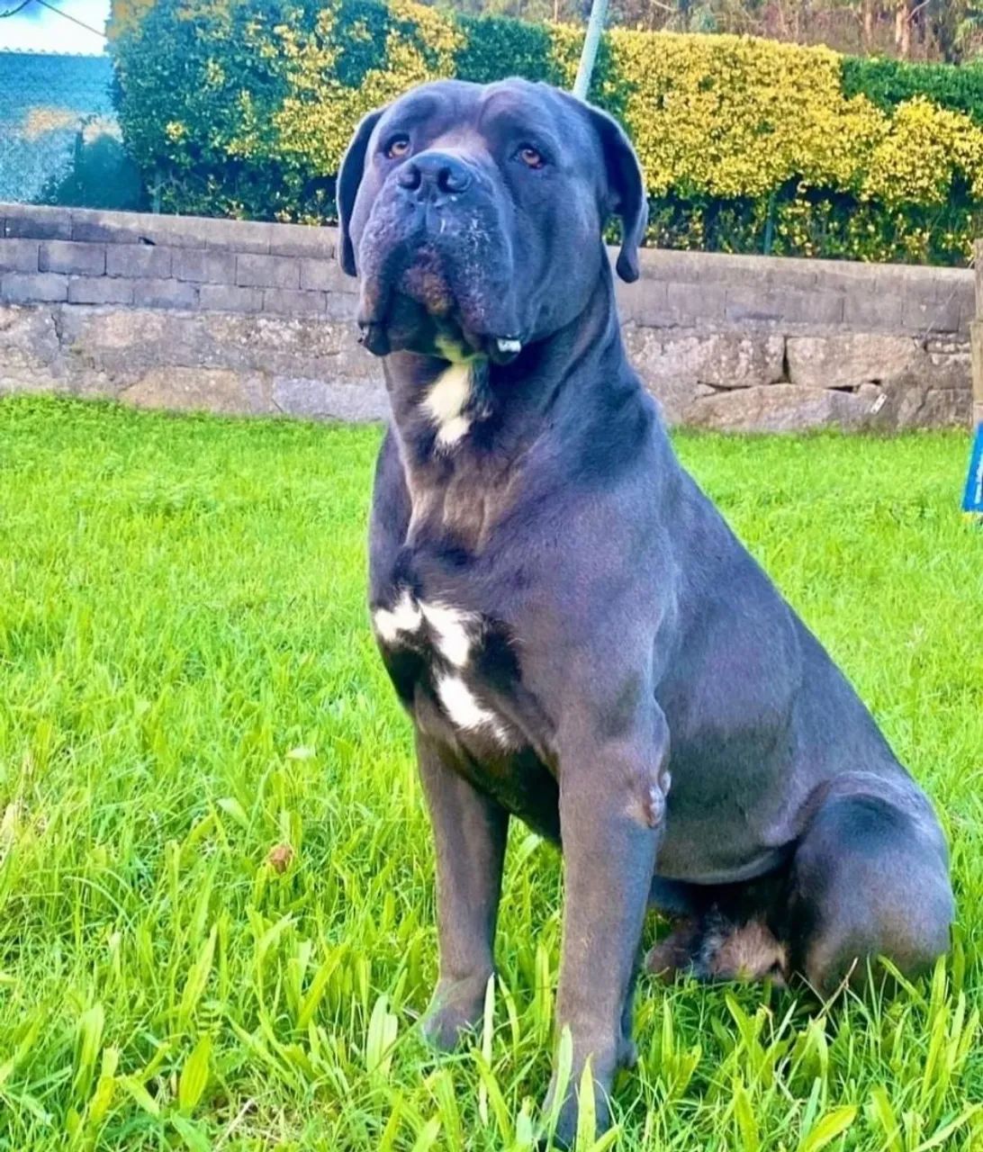Cane corso italiano  - Foto 2