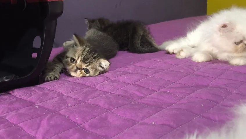 Filhotes de Gato Persa Exótico e Pelo Longo - Foto 5