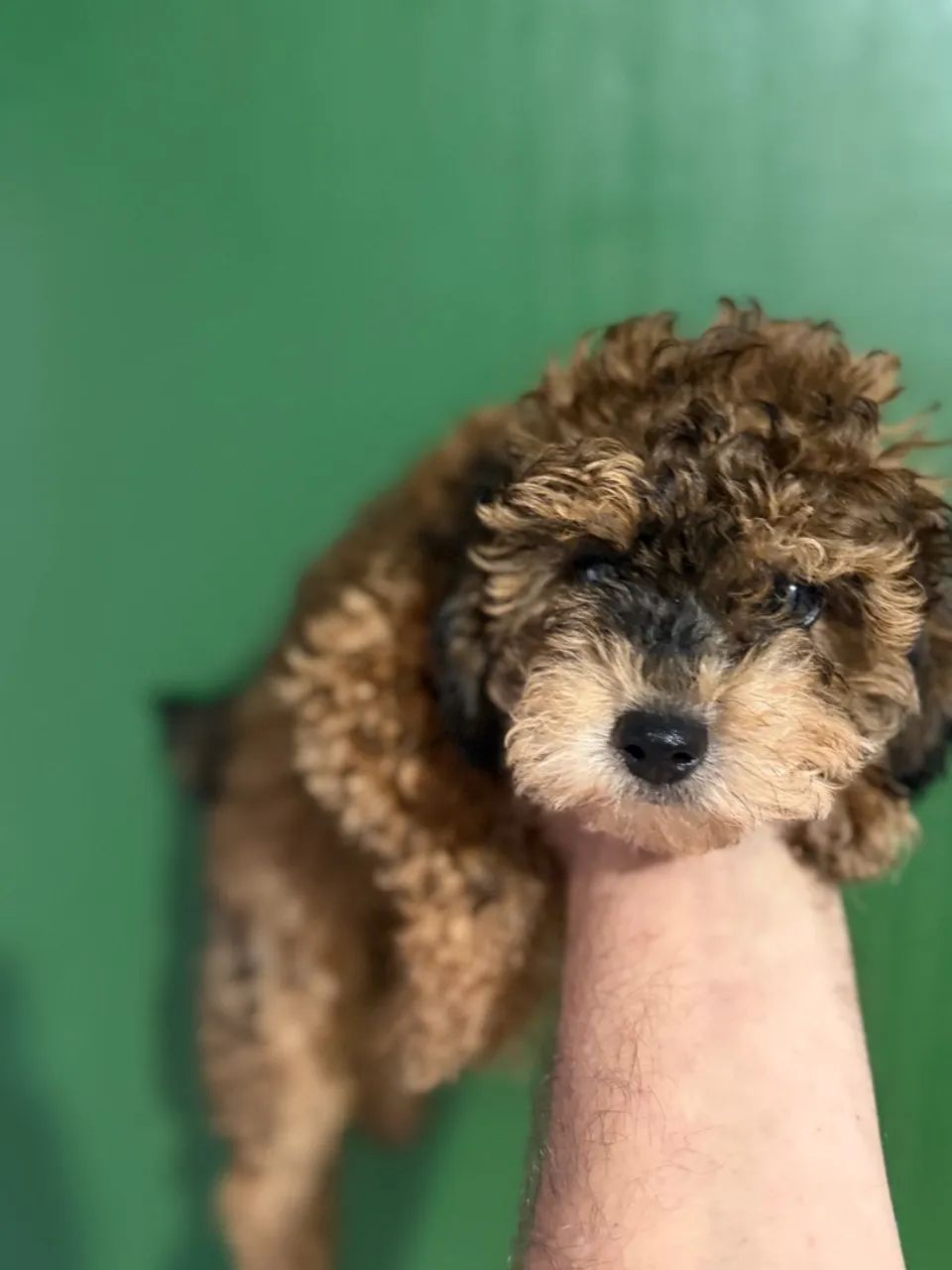 Poodle machinhos - Foto 2