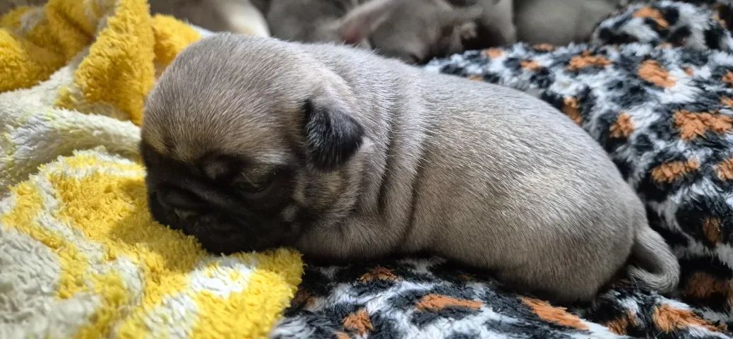 FILHOTES DE PUG - Foto 5