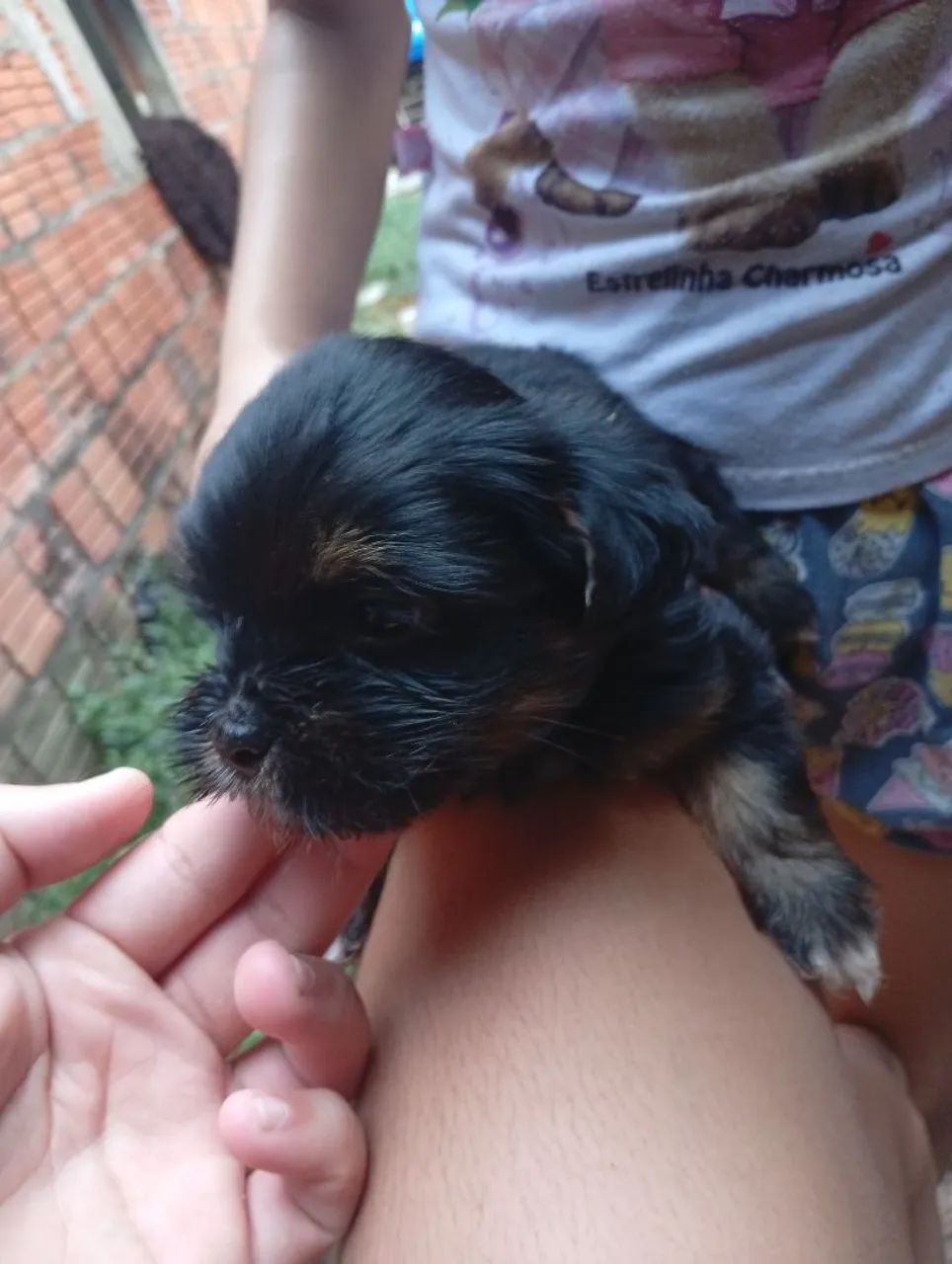 Cachorro macho Shitzu  - Foto 6