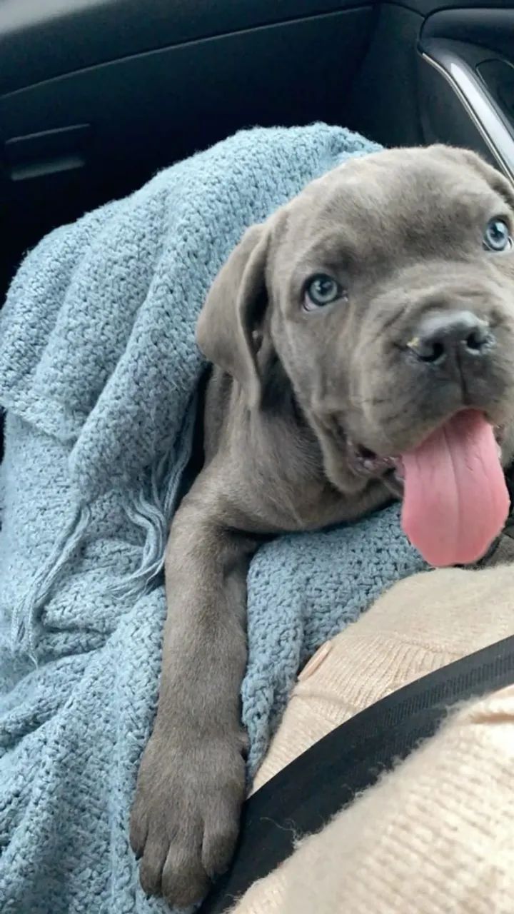 Cane Corso Felicidade simples, daquelas que ficam