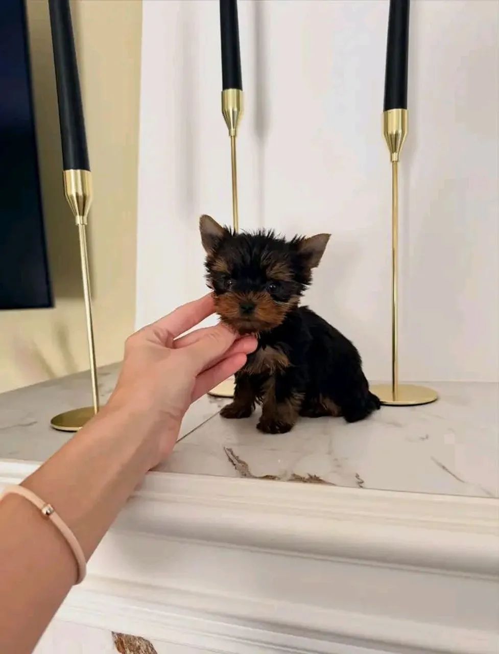Yorkshire Mini