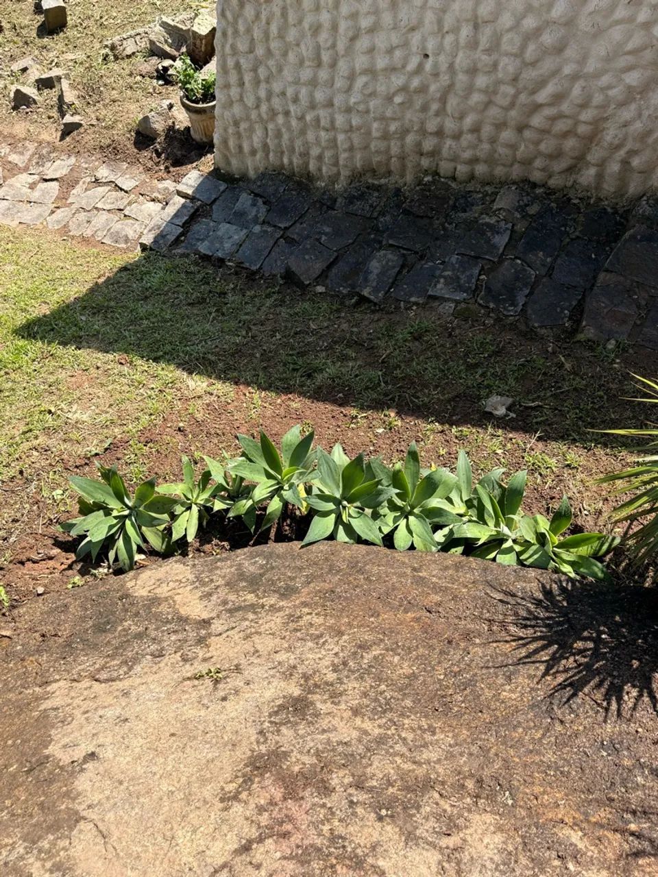 Limpeza e Manutenção de Jardim - Foto 3