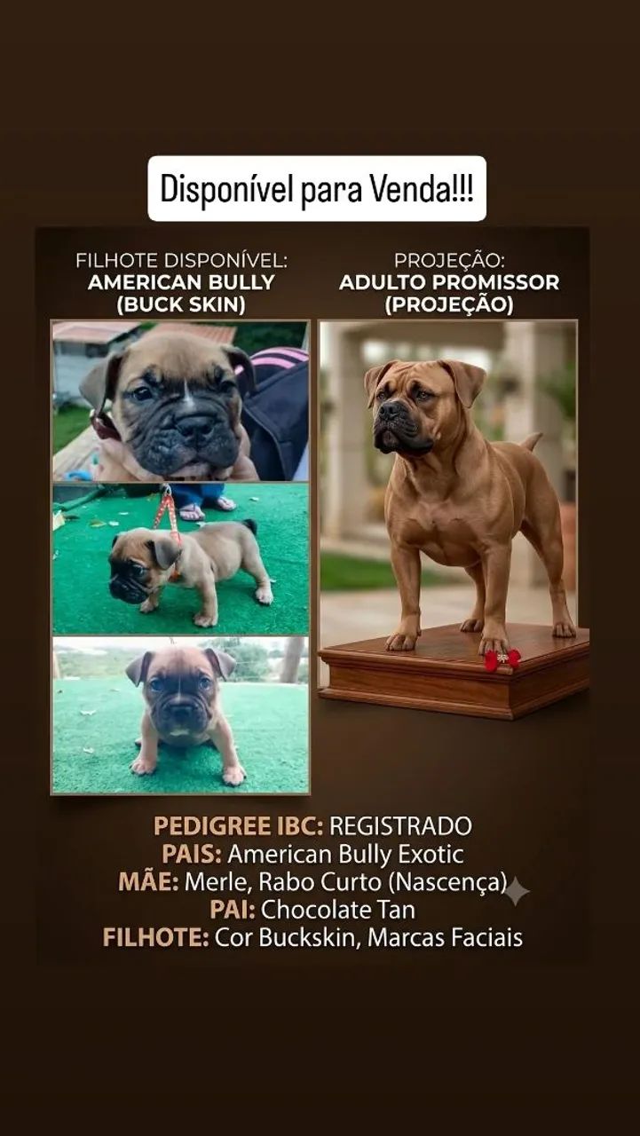 American Bully Exotic - Foto 2