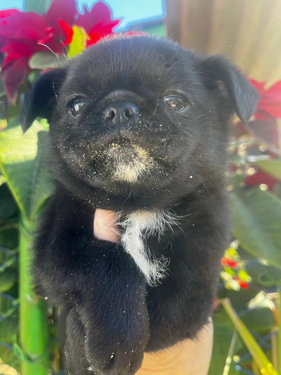 Lindos bebês de pug  com Spitz  - Foto 5
