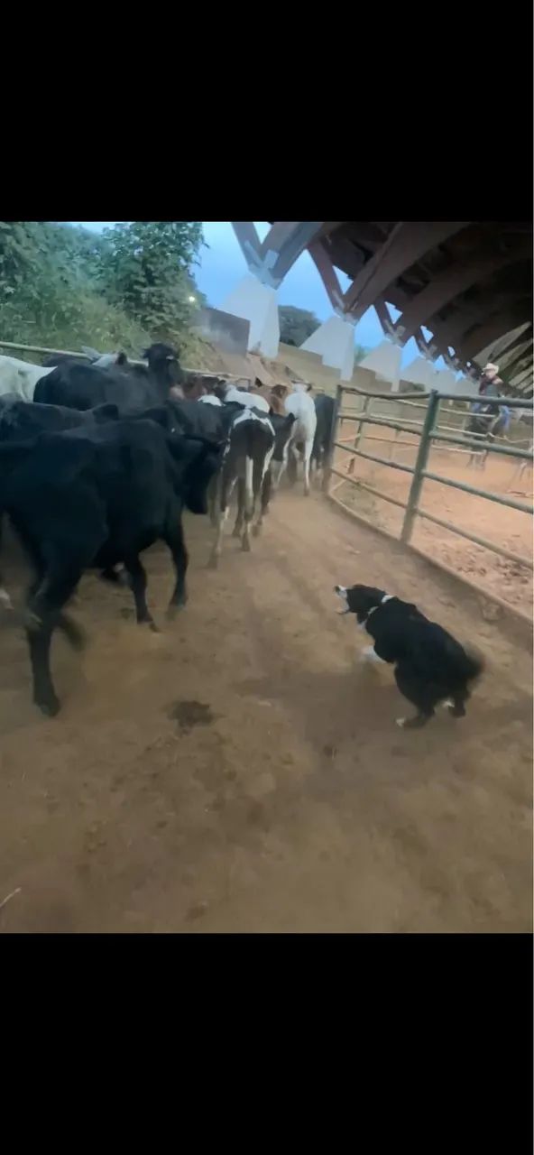 Filhotes de Boder collie pastoreio  - Foto 5