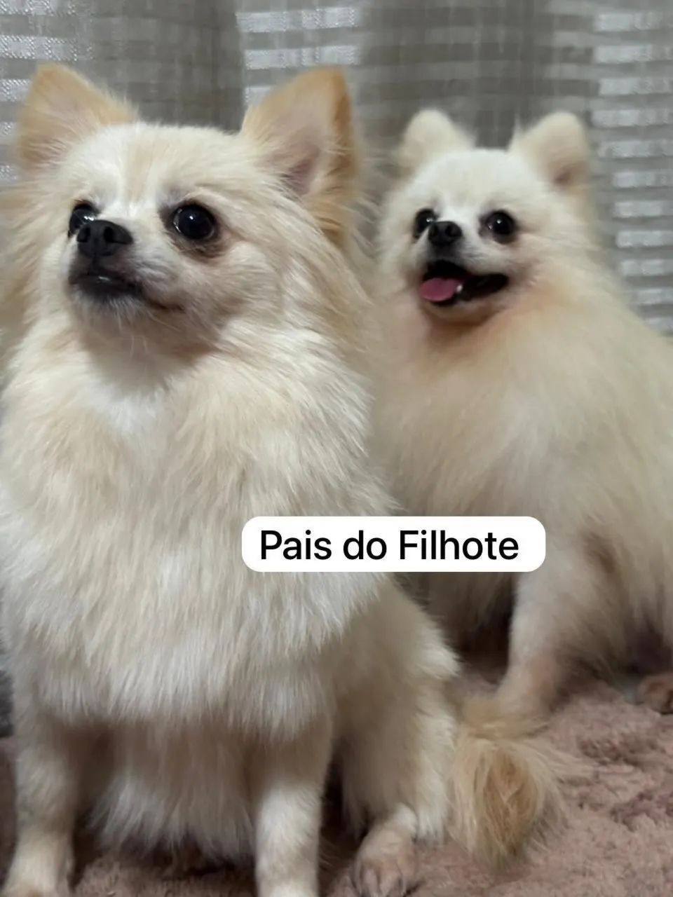 Lulu Pomerania - Spitz Alemão Fêmea (Filhote 7 meses - Nasceu 04/12/25)  - Foto 6