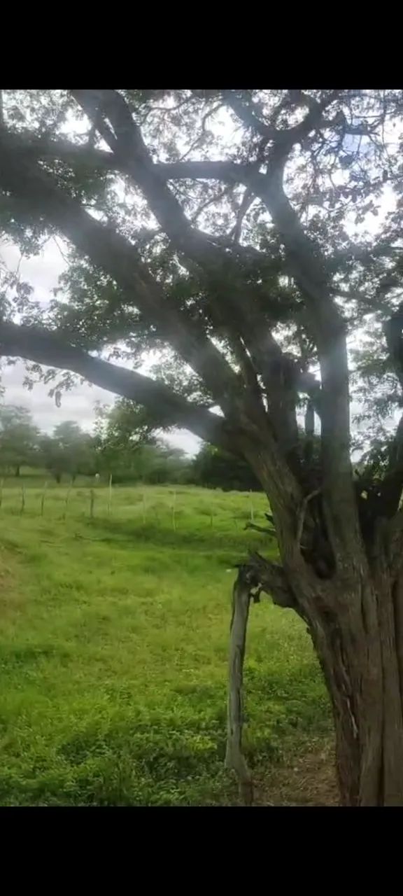 Granja no ingar 8.8 hectares - Foto 4