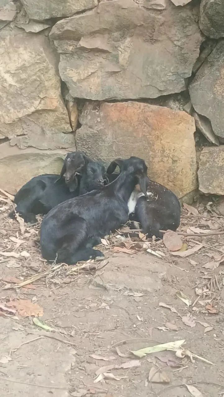 Cabras cabritos bode  - Foto 2