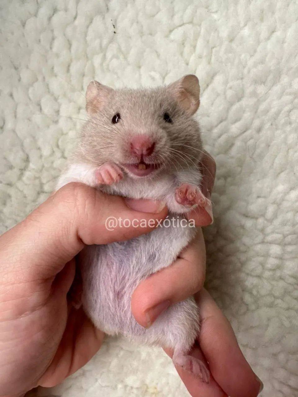Hamster Sírio - Foto 2