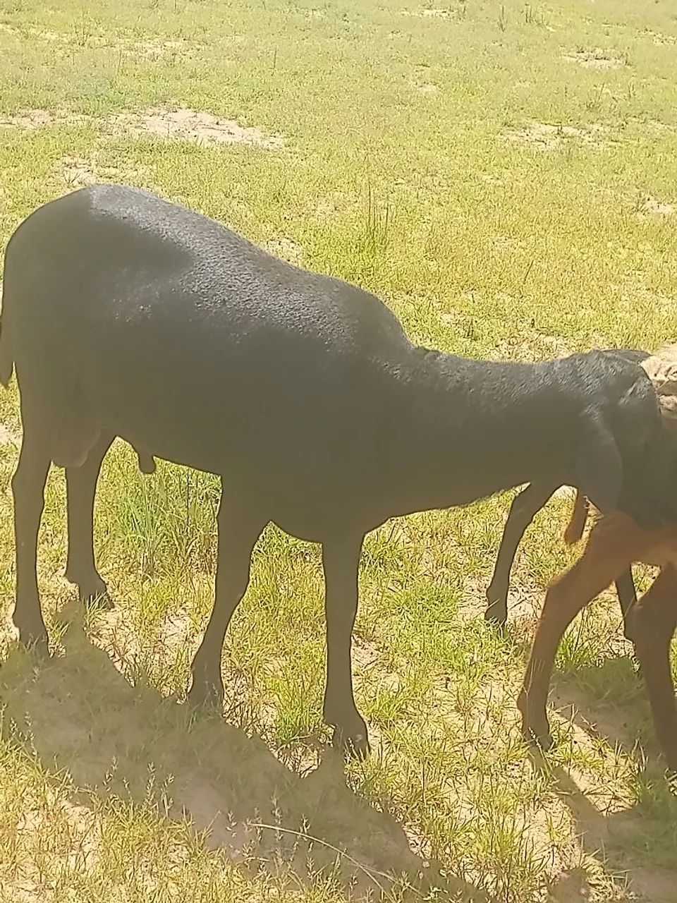 Carneiro  - Foto 4
