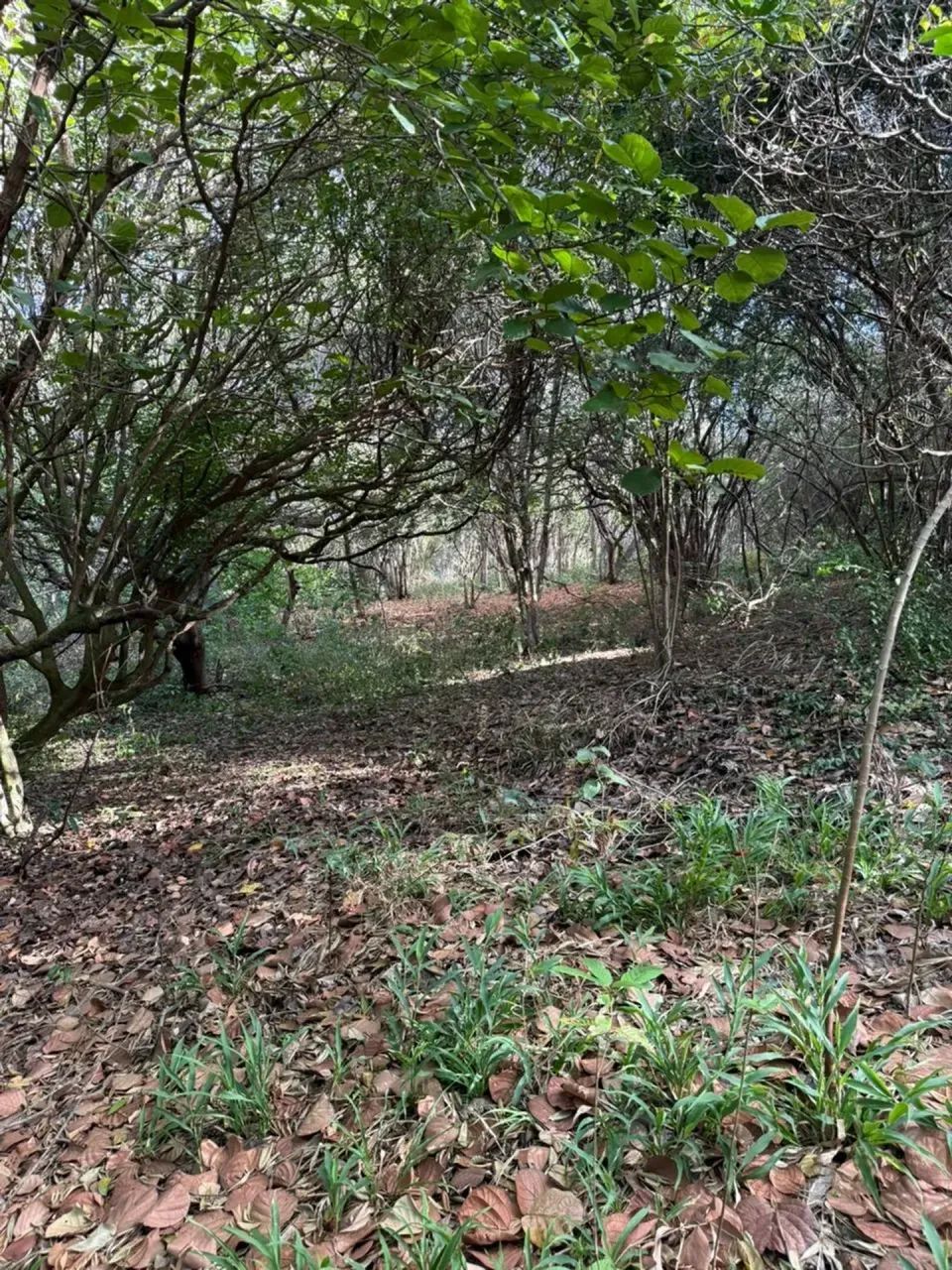 TERRENO EM PIPA - 11MIL m² - Foto 5