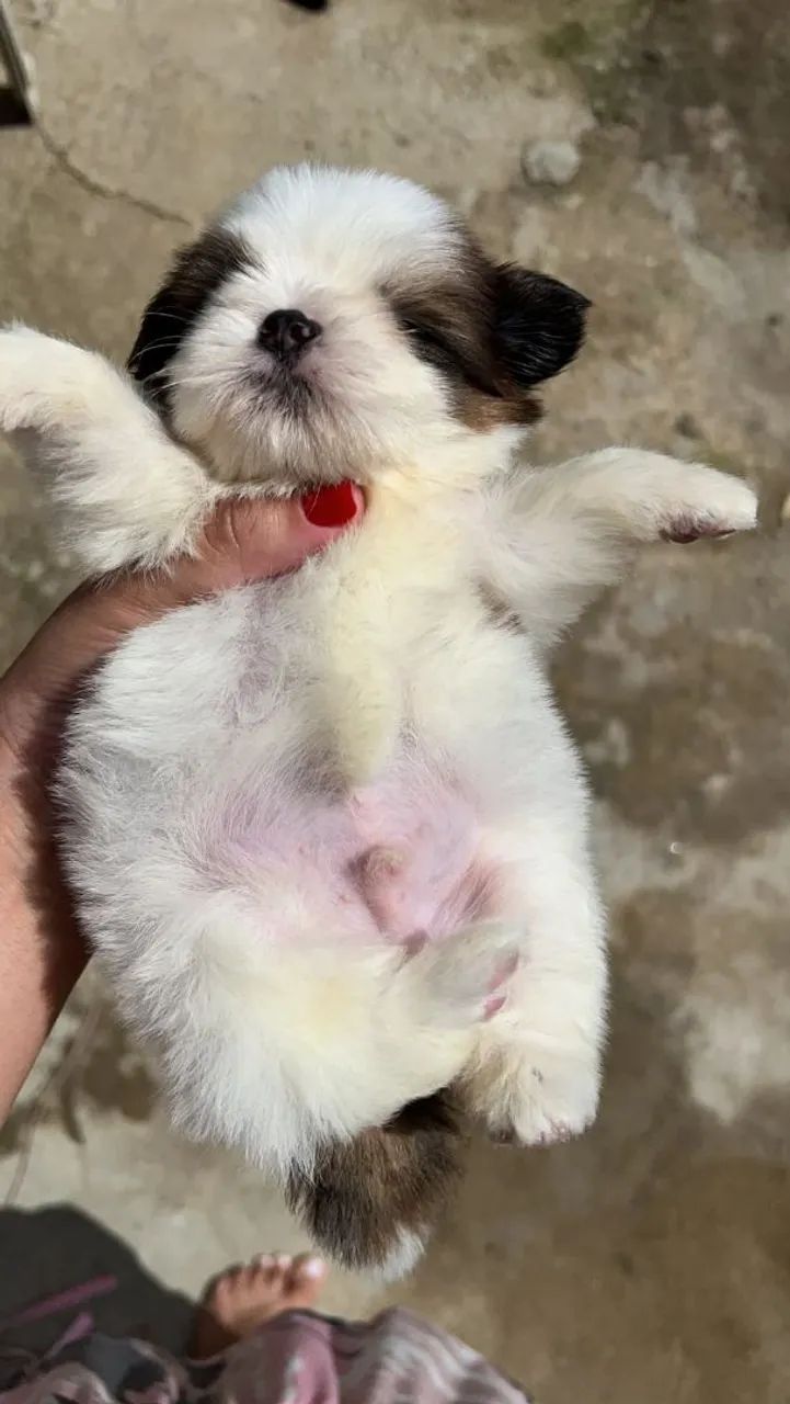 Cachorro - Foto 2