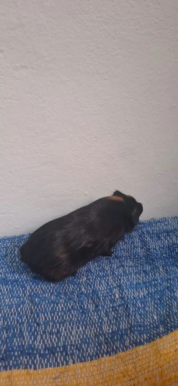 Porquinho da Índia Inglês Padrão  - Foto 2