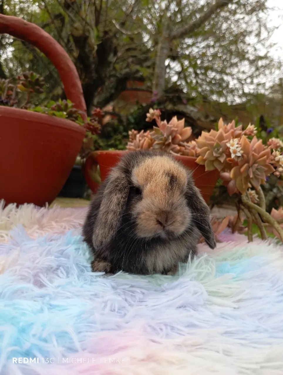 Mini coelhos  - Foto 5