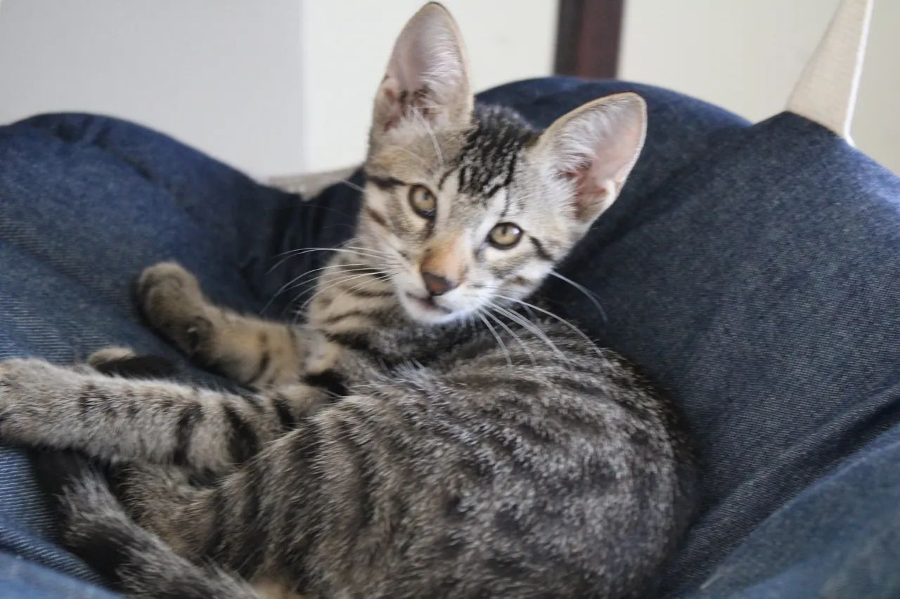 Gata única - adoção responsável   - Foto 2