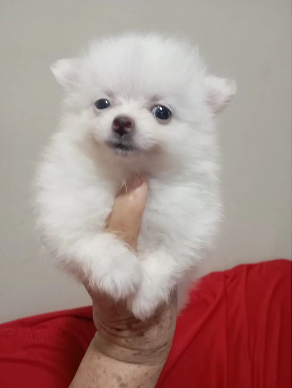 Spitz alemão - Foto 4