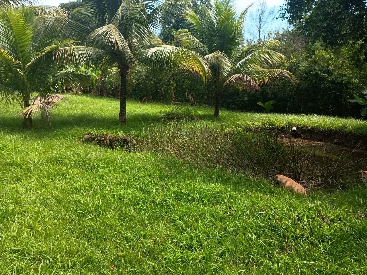 Vendo pequeno sítio Tanguá - Foto 5