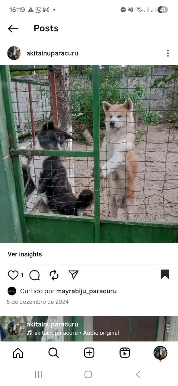 Filhotes.  Cães . Akita inu com pedigre CBKC, netos de campeões  - Foto 3