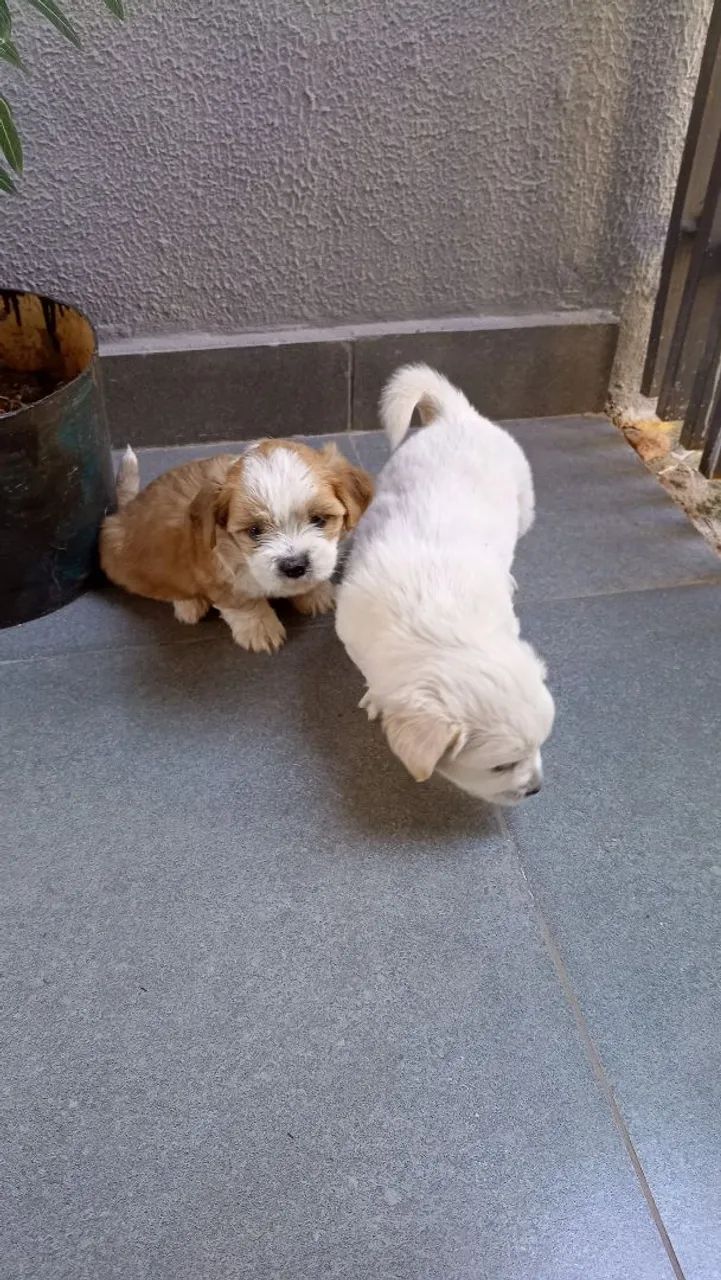 Lhasa Apso filhotes  - Foto 5
