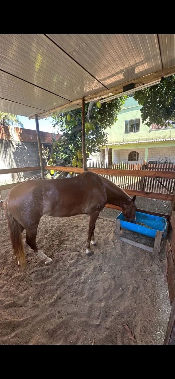 Égua mangalarga marchador  - Foto 5