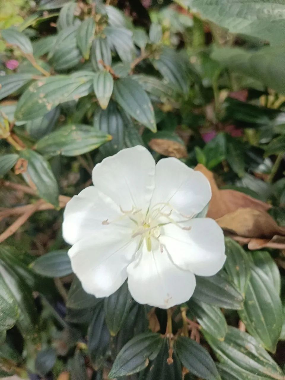 Lindas Mudas de Manacá-da-Serra à Venda! - Foto 4