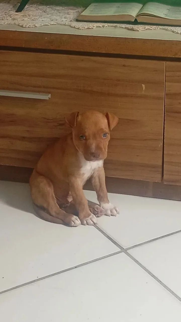 Cachorro Pitbull 