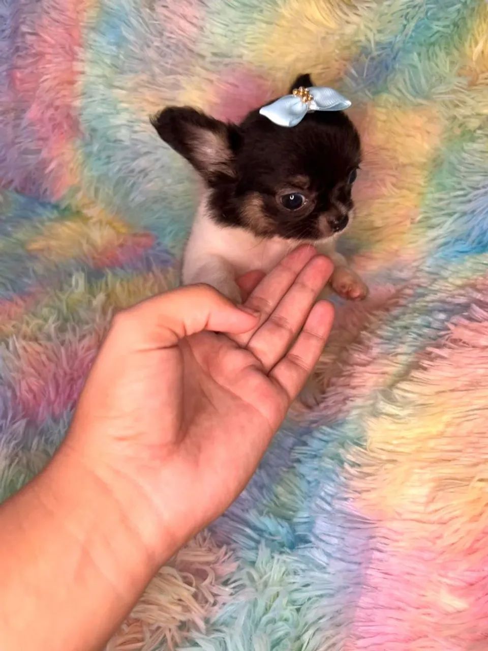Chihuahua fêmea Pêlo longo preto com branco e castanho.  Uma fofurinha, alegre e cheia de  - Foto 2