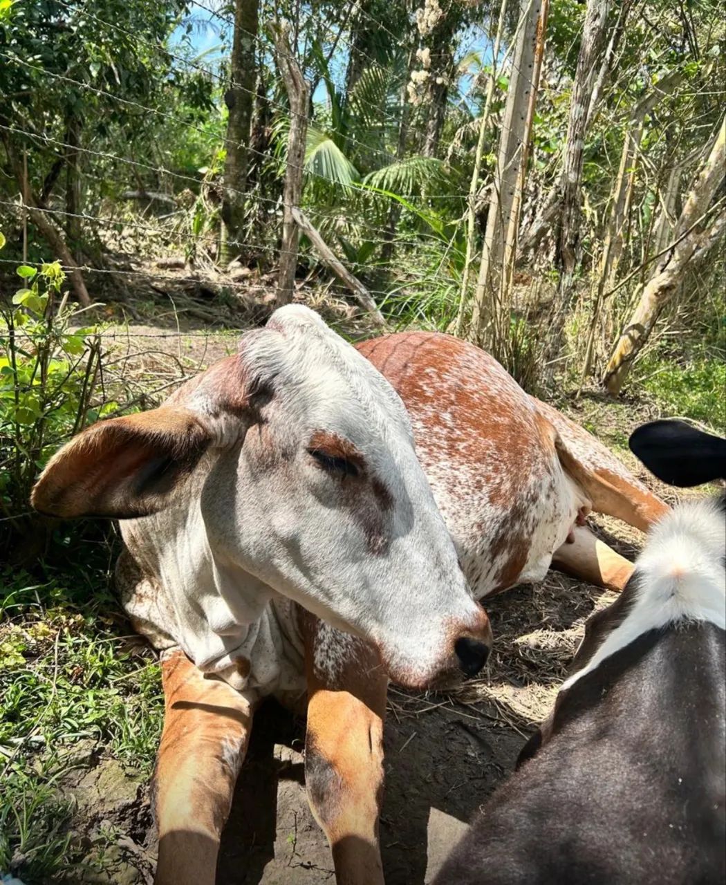 Novilha leiteira girolanda, mansa  - Foto 3