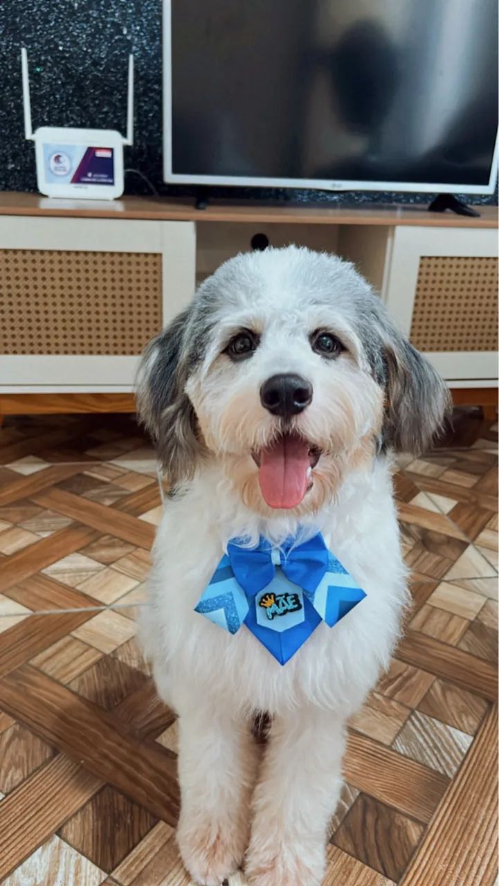 Adoção cachorro macho - Foto 4