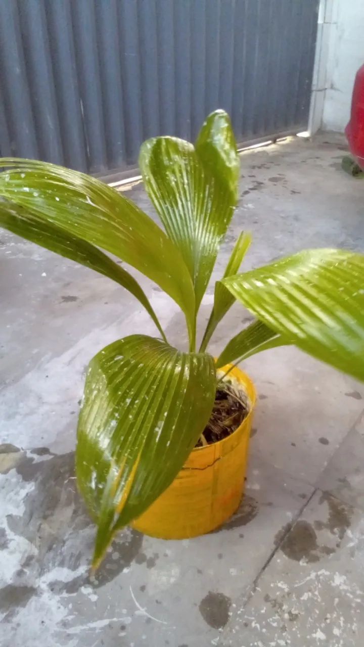 Palmeira Leque (entrega grátis) - Foto 4