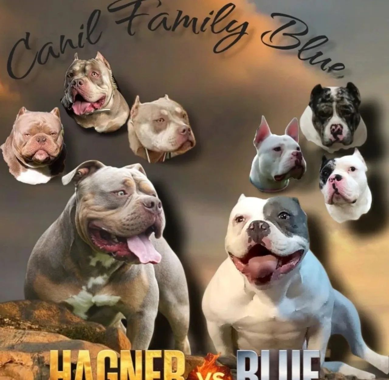 American Bully fêmeas e machos - Foto 5