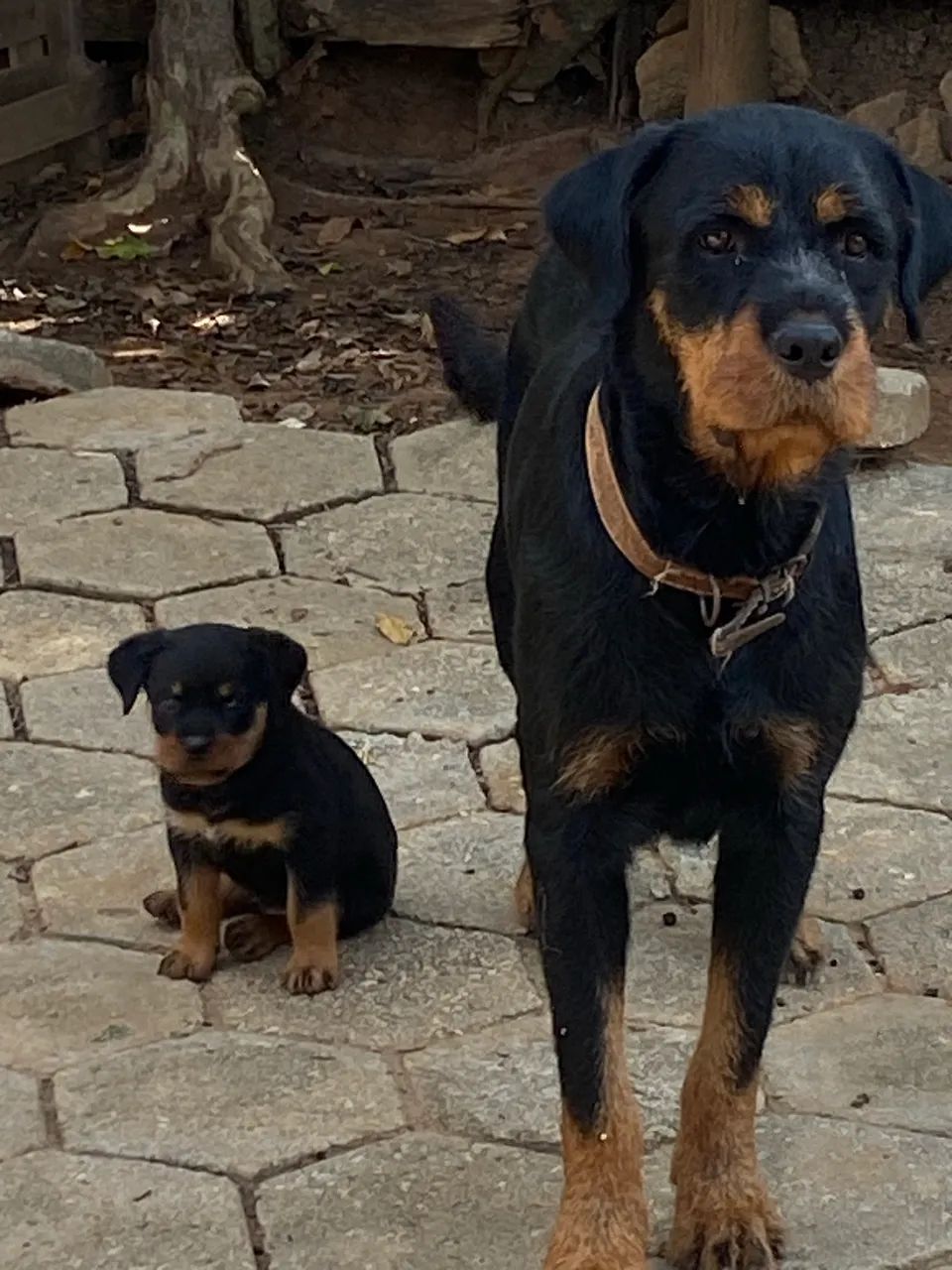 Filhotes de Rottwailler  - Foto 2