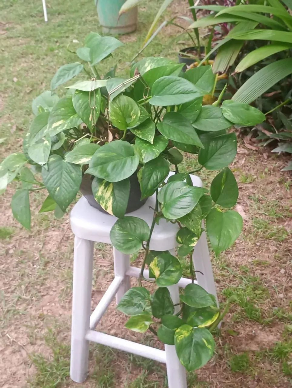 Vendo plantas  - Foto 3