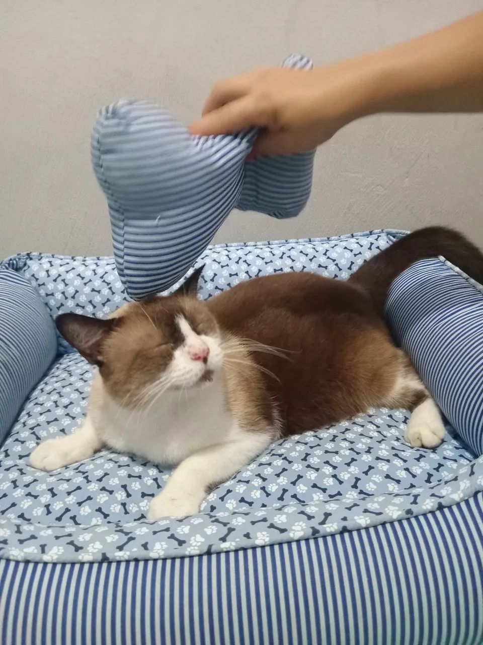 gatinho para adoção - Foto 3