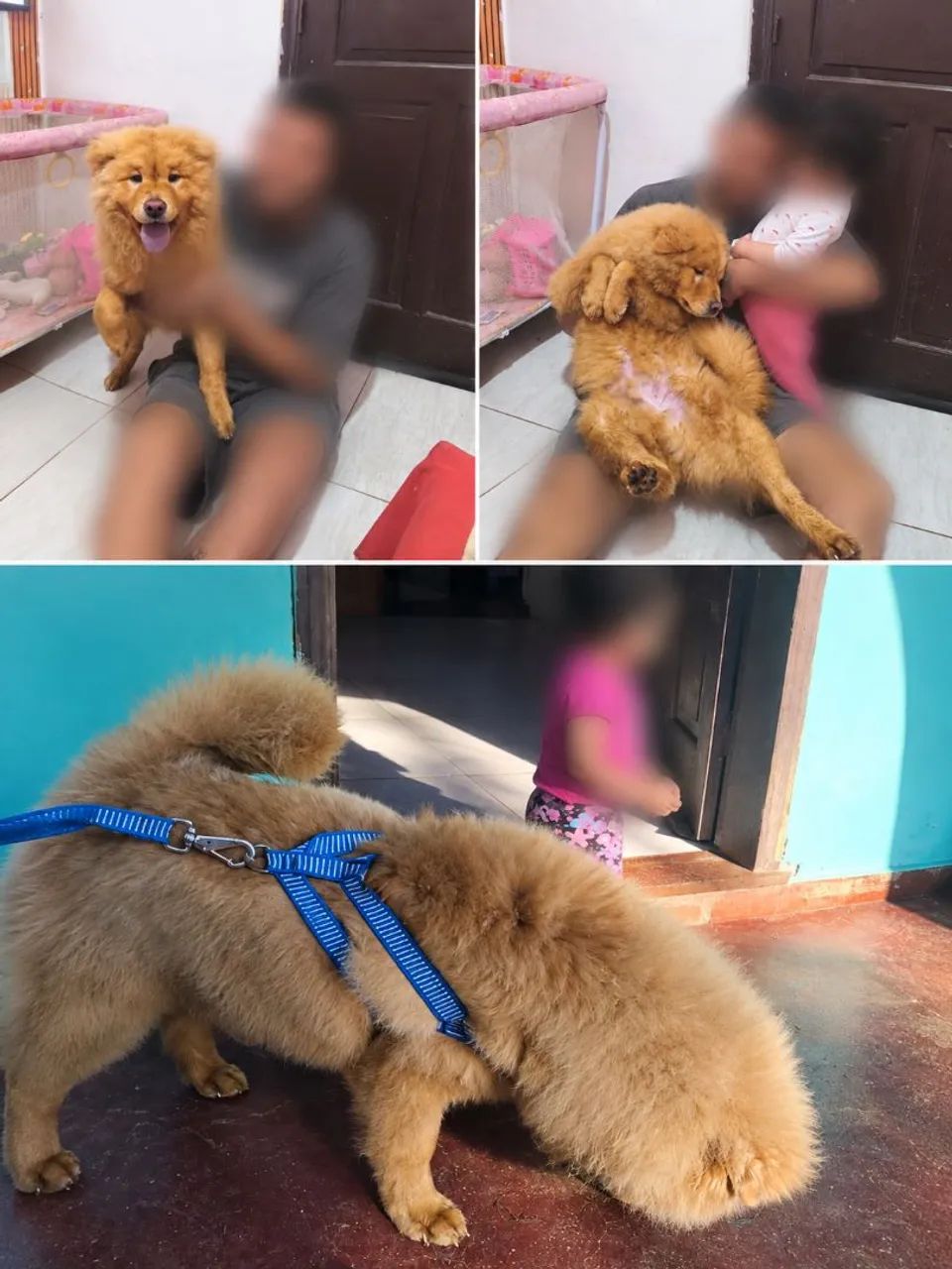 Chow Chow doação  - Foto 2