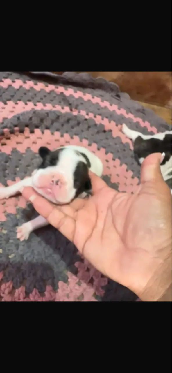Cachorro  - Foto 3