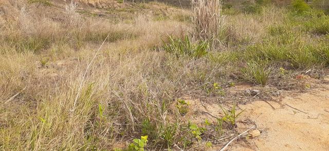 Terreno em Colatina ES - Foto 4
