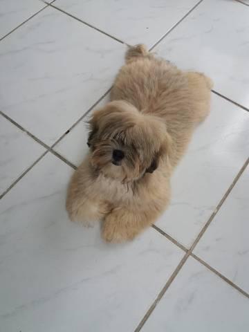 Cachorro