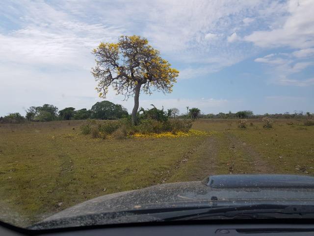 Fazenda 10000 hectares - Corumbá-MS - F120119 - Foto 5