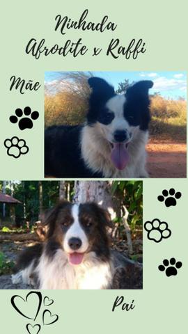 Filhotes de Border Collie - Foto 6